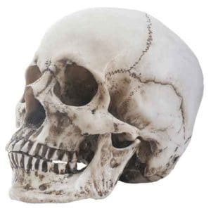Two Piece Skull Head
